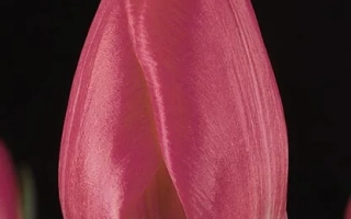 Розовый тюльпан на черном фоне - Антверп