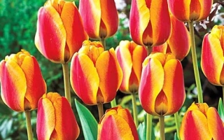 Тюльпаны сорта Апельдоорнс Элитэ на фоне зелёной листвы