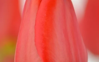 Тюльпан сорта Апельдорн на белом фоне - Апельдорн / Апельдоорн