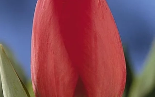 Красный тюльпан сорта Аплдорн на фоне зелени