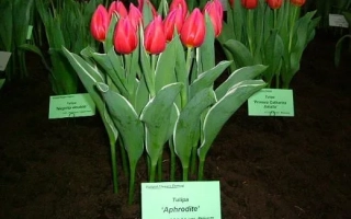 Красные тюльпаны сорта Афродита на выставке