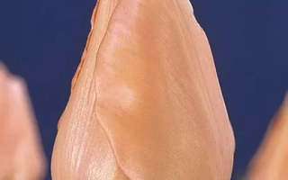 Тюльпан сорта Априкот Бюти на синем фоне