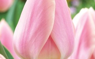 Розовые тюльпаны на фоне зелени - Априкот Делайт