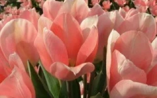 Розовые тюльпаны на фоне цветущего поля - Априкот Гиант