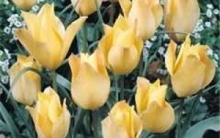 Желтые тюльпаны на фоне зелени и мелких белых цветов - Априкот Джувел