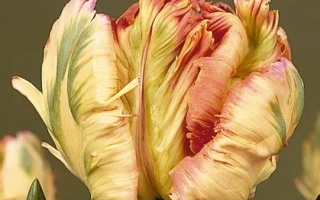 Тюльпан Априкот Паррот на фоне