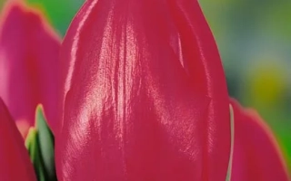 Крупный план красного тюльпана на фоне зелени - Эприл Лав