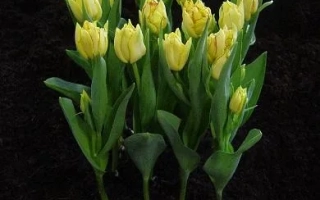 Желтые тюльпаны сорта Аквилла на черном фоне с этикеткой Aquilla
