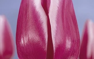 Тюльпан сорта Арабиан Леди на фиолетовом фоне