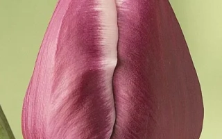 Тюльпан фиолетового цвета с белым краем лепестка - Мистери