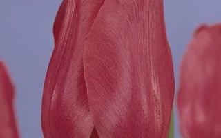 Крупный план розового тюльпана на фиолетовом фоне - Арианэ