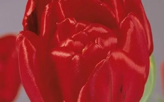 Красный тюльпан на сером фоне - Ариэ Алкэмадэ'с Мемори