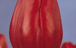 Красный тюльпан на фоне с другими цветами - Арие Хоек