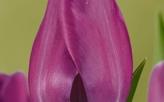 Тюльпан Арло | Arlo