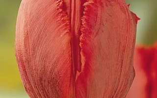 Красный тюльпан сорта Арма на фоне