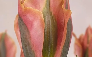 Тюльпан сорта Артист | Artist