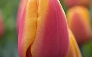 Тюльпан сорта Асахи на фоне других цветов