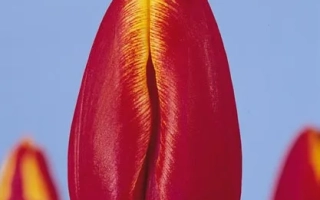 Красный тюльпан с желтой полосой на фоне голубого неба - Асирам