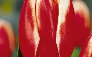 Красно-белый тюльпан сорта Аспен на фоне зелени - Аспэн