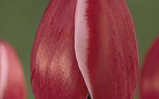 Красный тюльпан сорта Астартэ на зелёном фоне