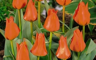 Оранжевые тюльпаны на фоне зелени - Ати Кейлин