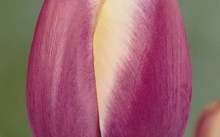 Тюльпан Атлантис на фоне зелени