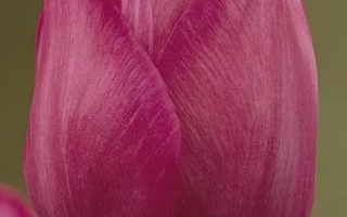 Махровый тюльпан розово-фиолетового оттенка на размытом фоне - Аттила