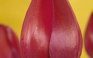 Красный тюльпан Аттила Граффити на желтом фоне