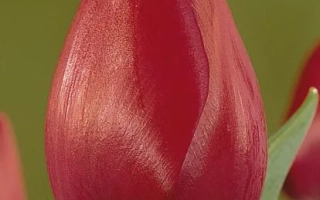 Красный тюльпан сорта Аттила'с Элит на зелёном фоне