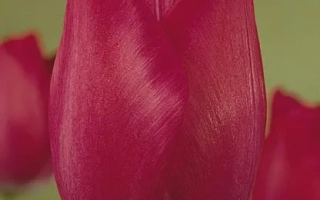 Крупный план красного тюльпана на зелёном фоне - Аттила'с Рекорд