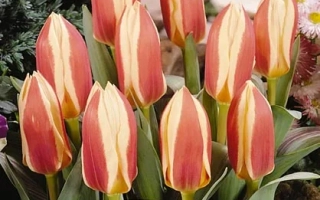 Тюльпаны сорта Авторити с красно-желтыми лепестками на фоне зелени