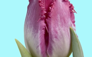 Тюльпан сорта Auxerre на светло-голубом фоне - Ауxэррэ