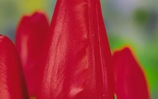 Красный тюльпан на зелёном фоне - Авенью