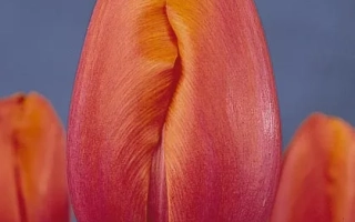 Крупный план красных тюльпанов на синем фоне - Авигнон