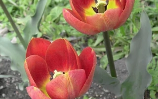 Красные тюльпаны Vintage Tulips на фоне зелени - БАБУСИН САРАФАН