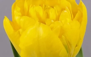 Желтый тюльпан сорта Беби Долл