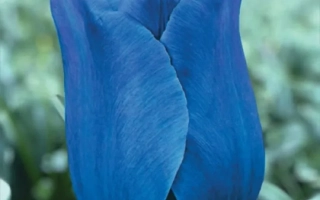 Синий тюльпан на фоне грядки - Байнвенц