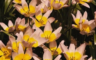 Тюльпаны сорта Лилас Вондер на фоне зелени