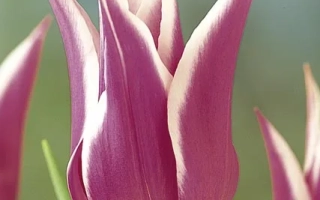 Розовый тюльпан на фоне зелени - Баллада