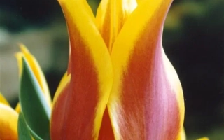 Желто-розовый тюльпан сорта Баллада Дрим