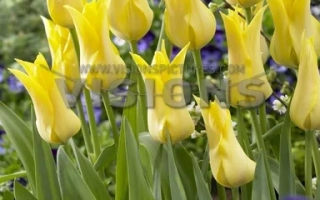 Желтые тюльпаны Баллада Голд на фоне зелени и фиолетовых цветов