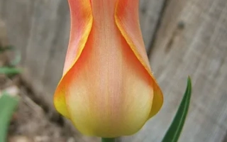 Одиночный тюльпан оранжево-желтого цвета на фоне деревянного забора. - Баллада Оранж