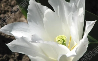 Белый тюльпан Баллада Вайт на темном фоне