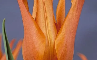 Оранжевый тюльпан сорта Балерина на фоне