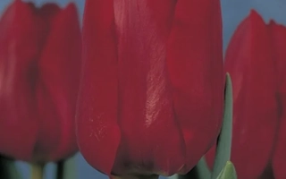 Красные тюльпаны сорта Бастогне на упаковке