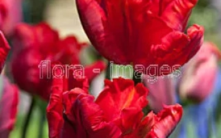 Бастогнэ Паррот