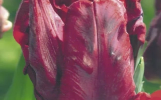 Бастогнэ'с Паррот