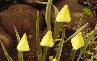 Тюльпаны желтого цвета, растущие в земле среди камней и зелени. - баталинии