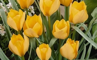 Желтые тюльпаны сорта 'Бригхт Гэм' на фоне зелени - баталинии 'Бригhт Гэм'