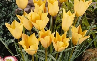 Желтые тюльпаны в цветнике - баталинии 'Бронзэ Чарм'